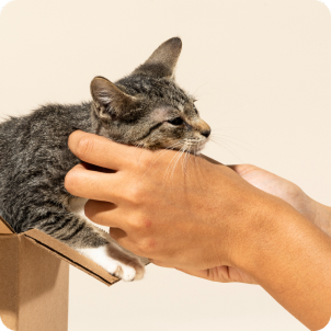 A hand gently petting a gray tabby cat