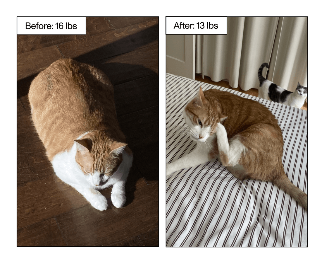 Photos of the before and after of the cats