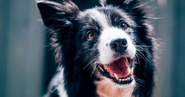Cooper, a black and white Border Collie, sitting in the grass