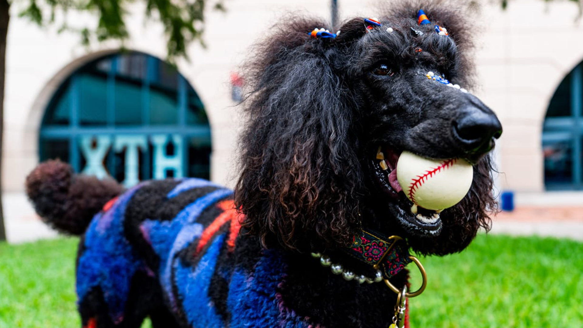 Astros' Dog Days