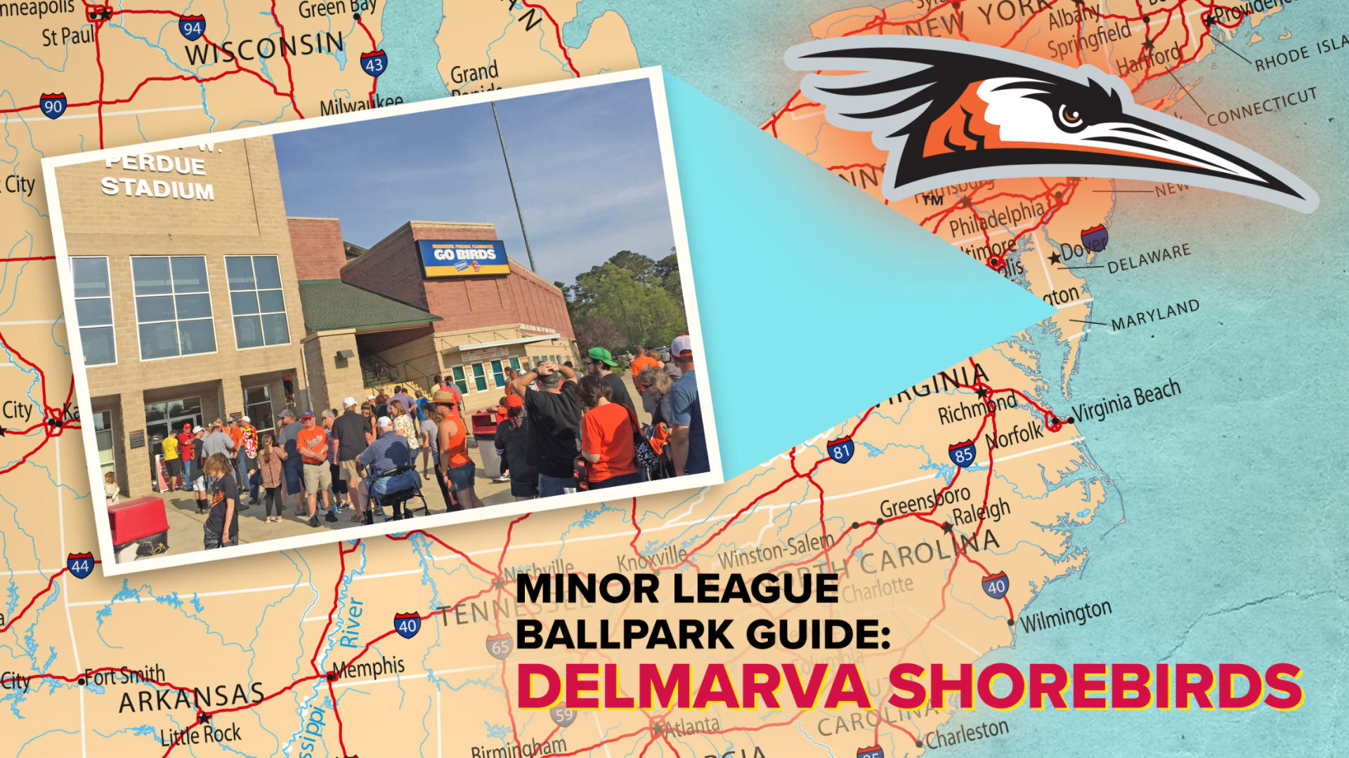 Delmarva Shorebirds