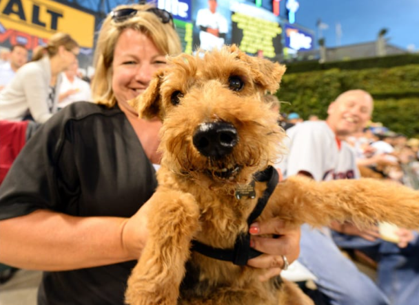 Dog Day at Rate Field