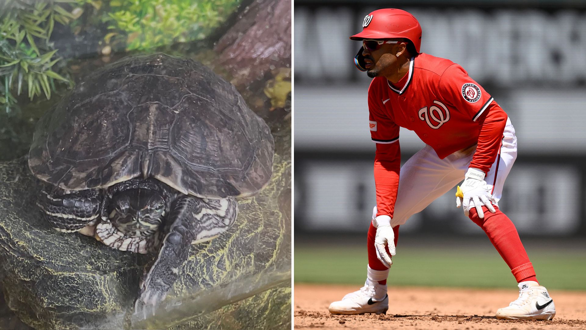 George the Turtle, Nasim Nuñez