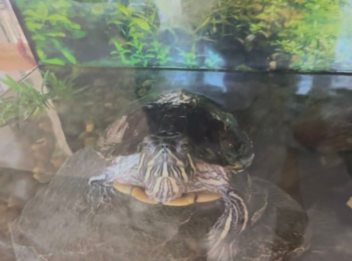 George the Turtle