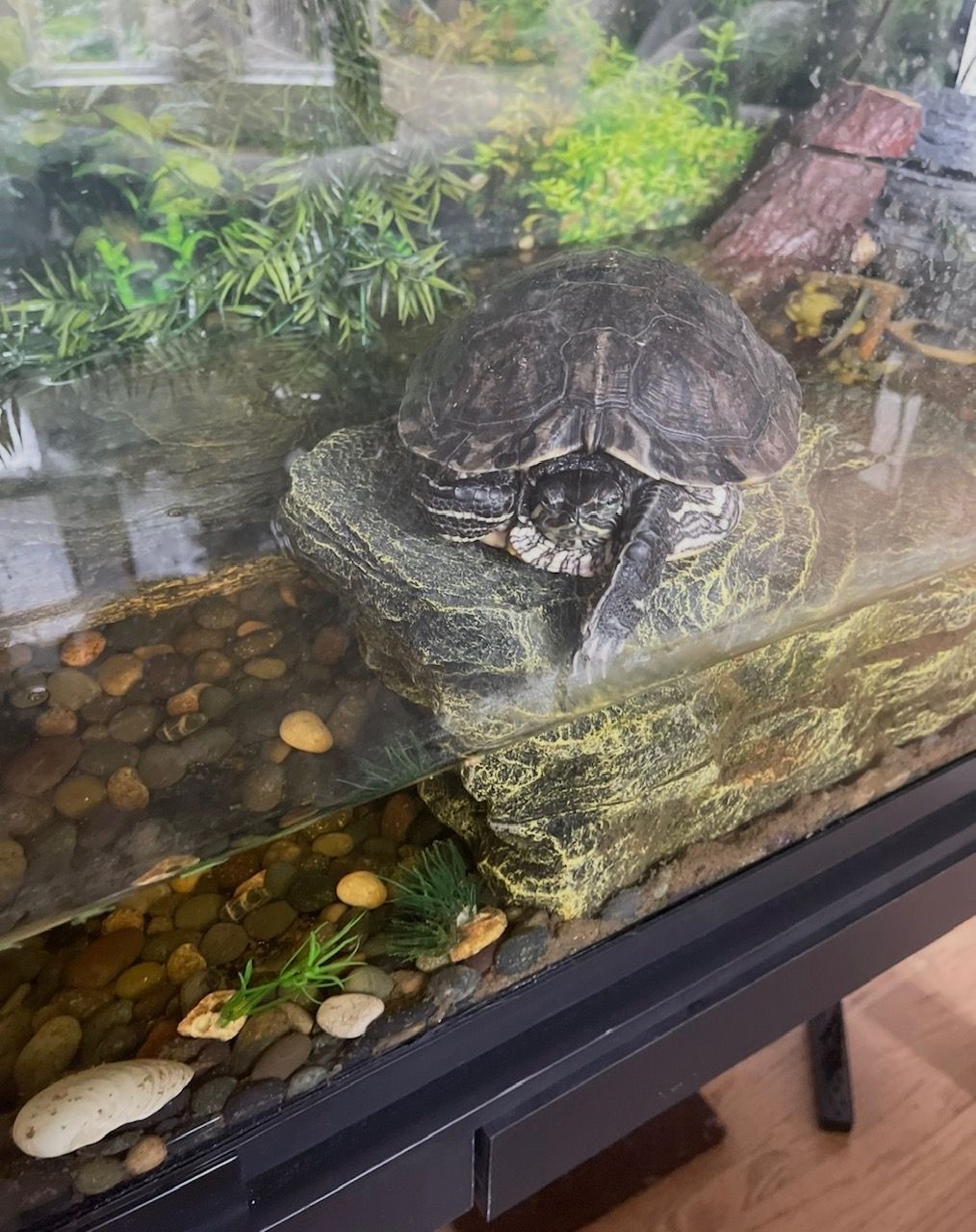 George the Turtle