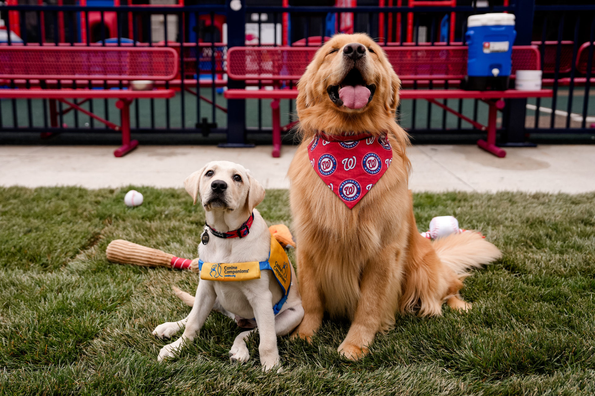 Bruce the Bat Dog and Natty