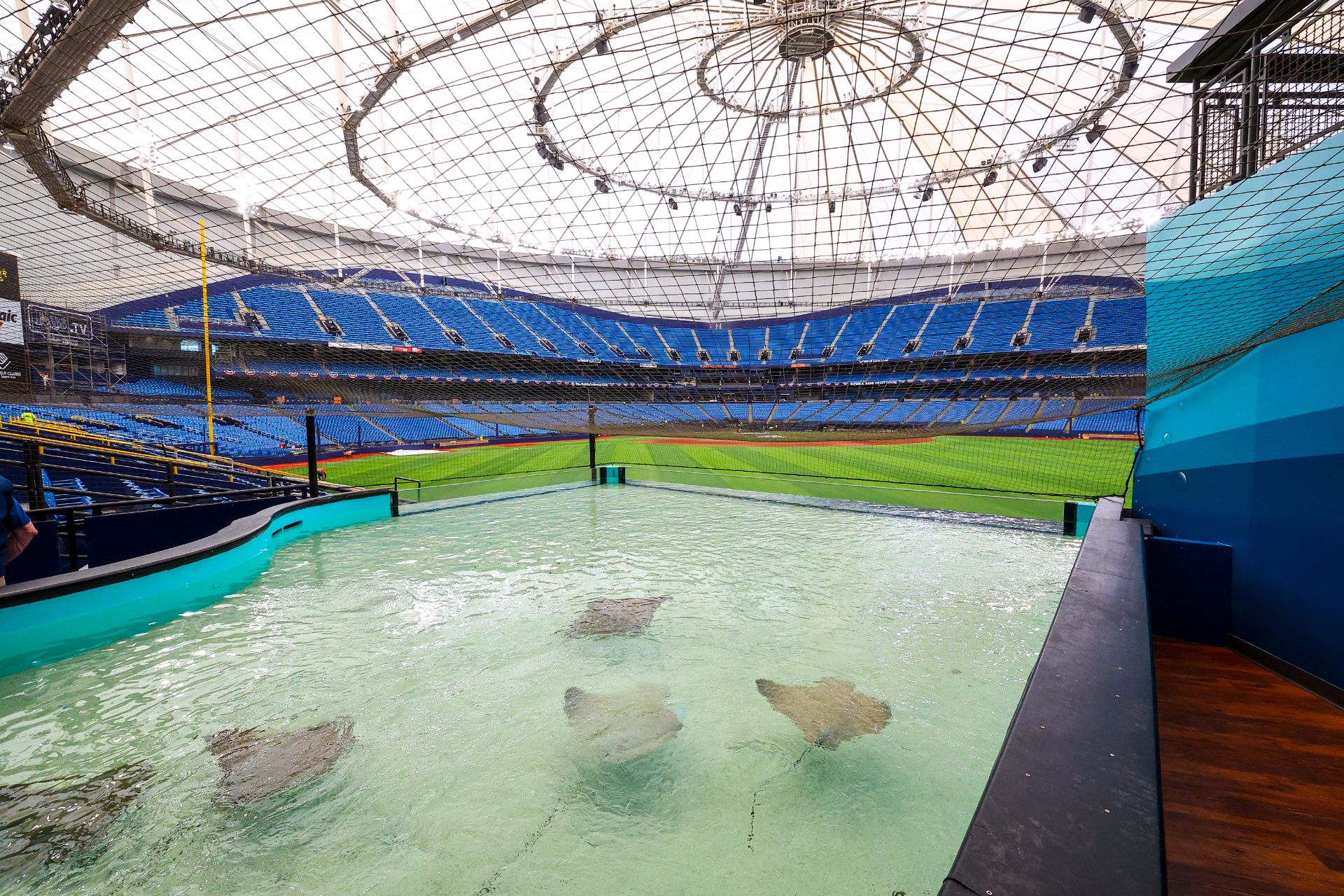 Stingrays at Tropicana Field